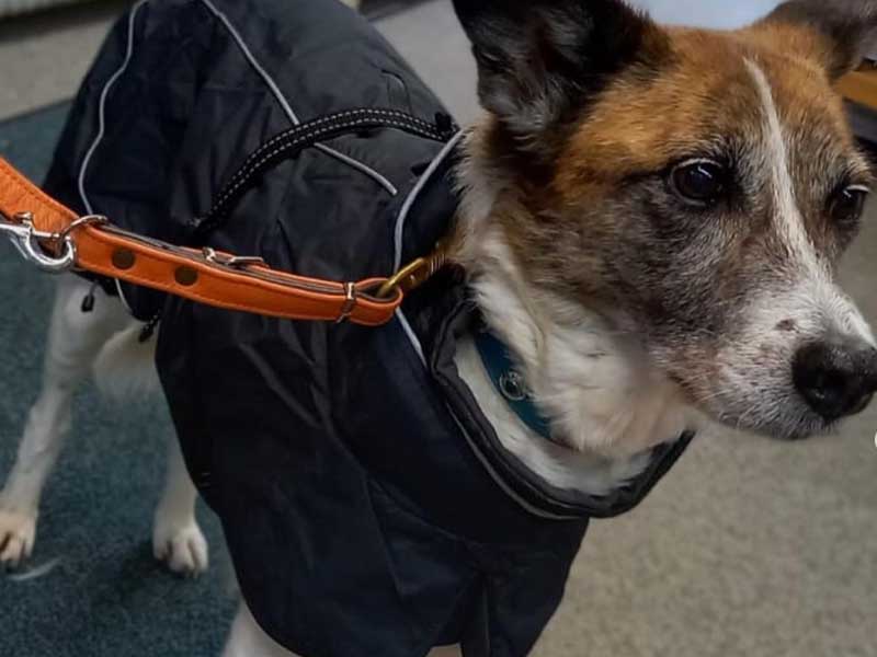 groba - Rund ums Tier_0012_Ebene 4